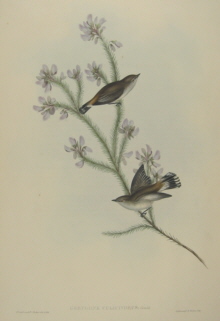 John Gould Birds of Australia